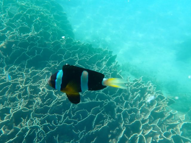 �r�[�`���班�������ƁA���ꂢ�ȐF�̋����j���ł��܂��B�C���Z��ł��ĂƂĂ����ꂢ�B_�����ό��U����@�}�����N���u�W���C