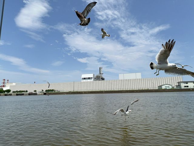 �D����_���ːV��c�� ���`�D�݂炢��