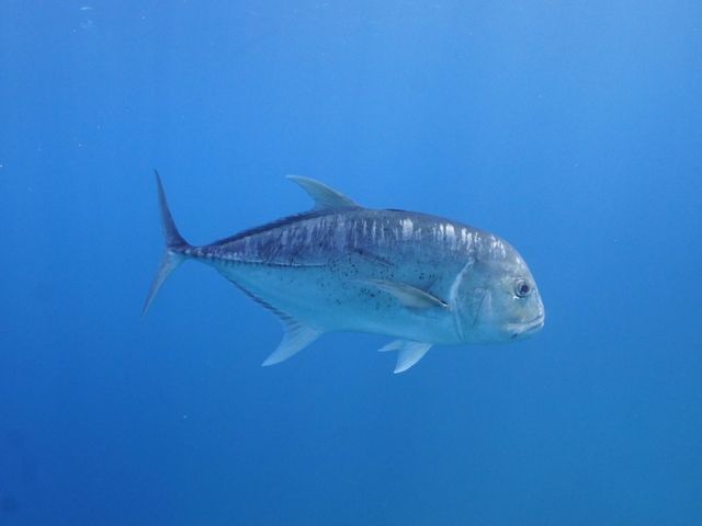 ���E�j������_Onebreath Irabu