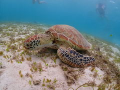 �݁[����̂��Ⴑ���тւ̓��e�ʐ^1