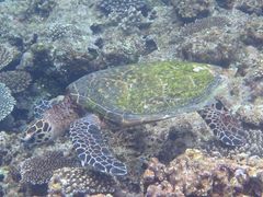 Ђ܂肳Nature Guide Double Rainbow lC`[KCh@_uC{[ւ̓eʐ^1