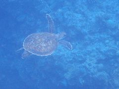 Ђ܂肳Nature Guide Double Rainbow lC`[KCh@_uC{[ւ̓eʐ^2