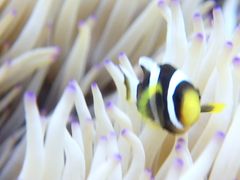 Ђ܂肳Nature Guide Double Rainbow lC`[KCh@_uC{[ւ̓eʐ^3