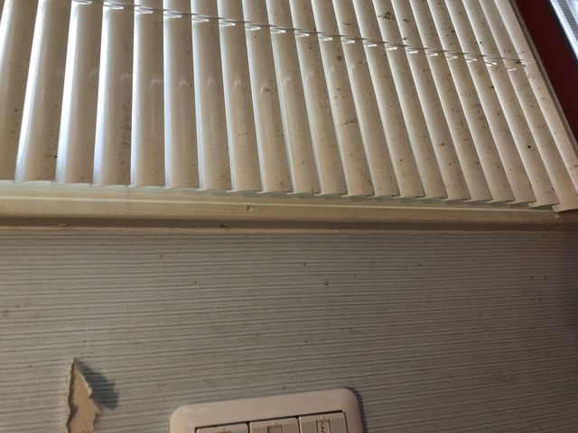 �u���C���h��ǂ̃J�r�C�z�R�������������܂����B�����������ēy���֎~�ł������A�X���b�p�K�{�ł����B_�ɐ��u���G�o�[�O���C�Y