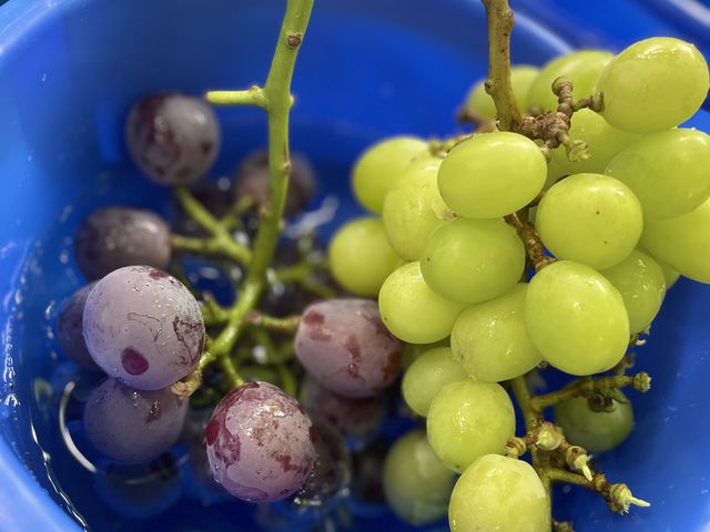 �s�I�[�l�ƃV���C���}�X�J�b�g_�܂邩��_��(�����s�ό��Ԃǂ��Z���^�[�����x��)