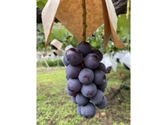 �����Ŕ����Ȃ��āA���邩��ɊÂ����ł�_������