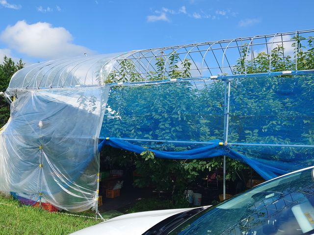 �ߓx�Ɋό�������Ă��Ȃ����K�͂����������������o����_���킵�܉ʎ���