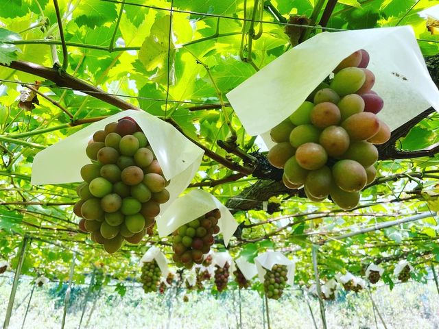 �I���G���^���X�^�[_���˂Ƃ������_��(�����s�ό��Ԃǂ��Z���^�[�����x��)