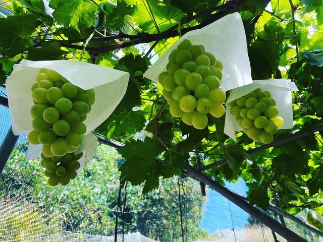 �n�j�[�r�[�i�X_���˂Ƃ������_��(�����s�ό��Ԃǂ��Z���^�[�����x��)