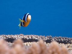 Ђ܂肳Nature Guide Double Rainbow lC`[KCh@_uC{[ւ̓eʐ^1