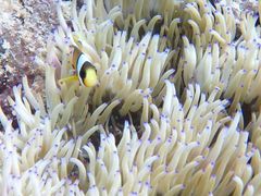 Ђ܂肳Nature Guide Double Rainbow lC`[KCh@_uC{[ւ̓eʐ^2