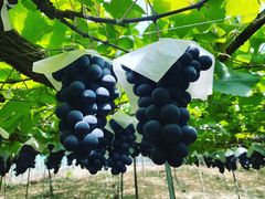 ̂˂Ƃ_(sόԂǂZ^[x)ւ̓eʐ^1