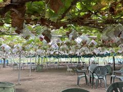 shuzẙό@Ôւ̓eʐ^1