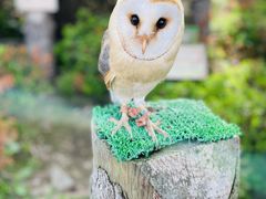 ��������̓ߐ{�n�C�����h�p�[�N�ւ̓��e�ʐ^1