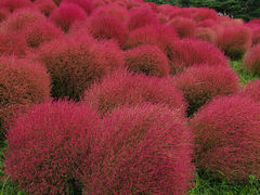 znIW̍cЂClւ̓eʐ^2