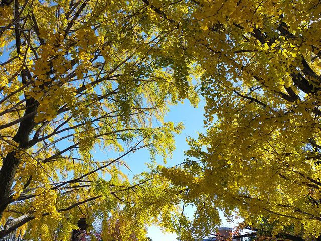 �H�F�̑O�����ǂ�����_�O���s���������Z���^�[