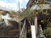 �}�C�a�n�n����̖��@�����i�����������j�̓��e�ʐ^2