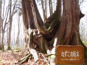 ے̂˂̐X r[RTH̓eʐ^1