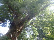 �}�C�a�n�n����̐����̑�X�M�̓��e�ʐ^1