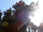 �}�C�a�n�n����̐����̑�X�M�̓��e�ʐ^2