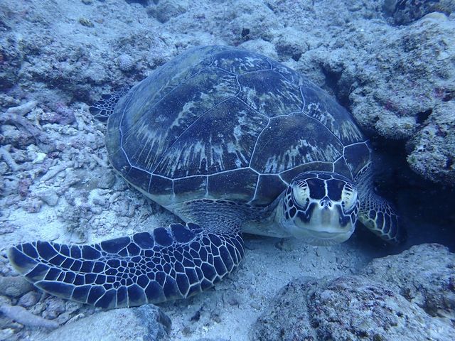 �_�C�r���O���̎ʐ^�������܂���_�����C�g�Ί_���_�C�r���O�V���b�v