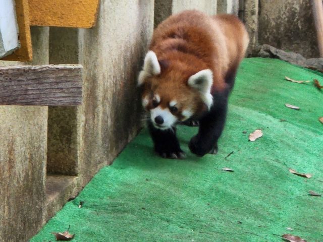 �������Ȃ����킻��ƁB�B�B_�O���s�������@�y����