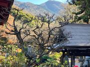 䂫񂳂̒ŔR򉤉@̓eʐ^1