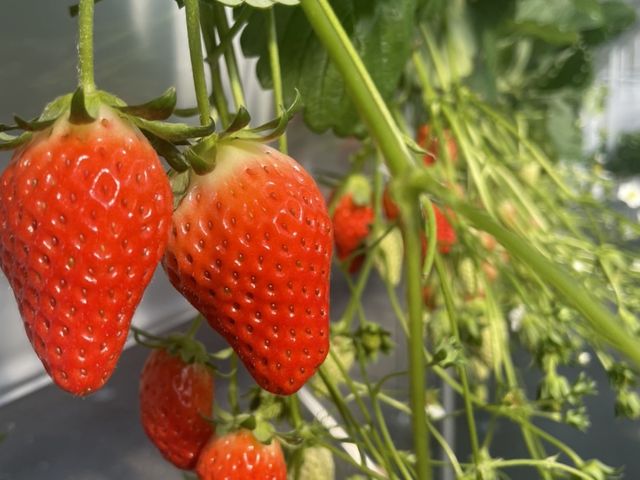 �f�b�J���ĊÁ[���B_BAMBOO RESORT MIHAMA �q