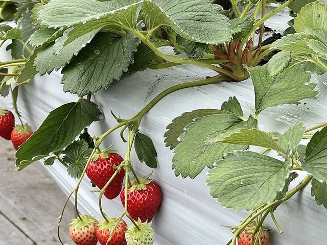 �̌��������ł��I
_�t���[�c�K�[�f���䂤