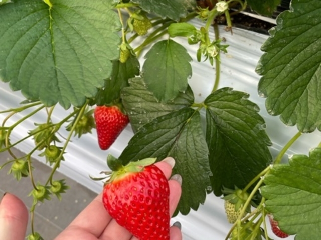 4��ނ̂������͐^���Ԃő傫���Ă������������������ł�_�w���i�E�X�g���x���[�����h