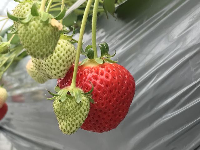 �ƂĂ��Â��Ĕ������������ł��I_���������̃C�`�S���u���c��v