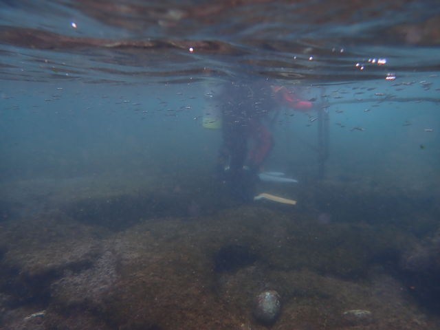 ������R�I_�ɓ��}�����T�[�r�X