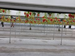 tomeair����̂f���������a���������ւ̓��e�ʐ^1