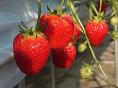 ҂̂Eu[x[_@x[̋ւ̓eʐ^1