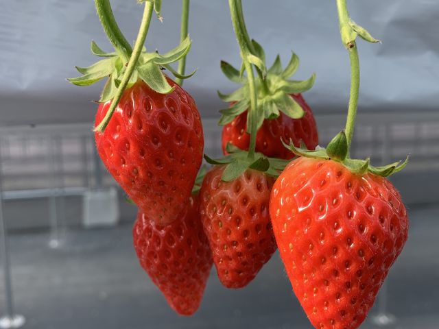 �^���ԂŃc���c���̂������B�B_�������_�������ǁE�ׂ�[