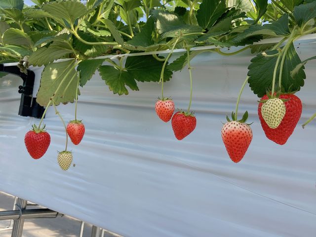�n����䕂���R_�ό��_�� Bee my Berry