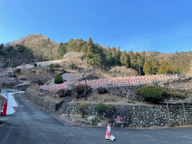 �����ɂ��L���`_���q�n����