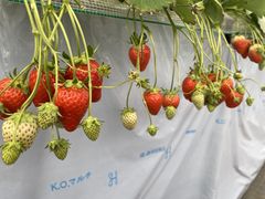 ����̂���̃X�g���x���[���B���b�W���������ւ̓��e�ʐ^1