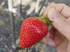 䂤̔_g@l@Ă܉c_gւ̓eʐ^1