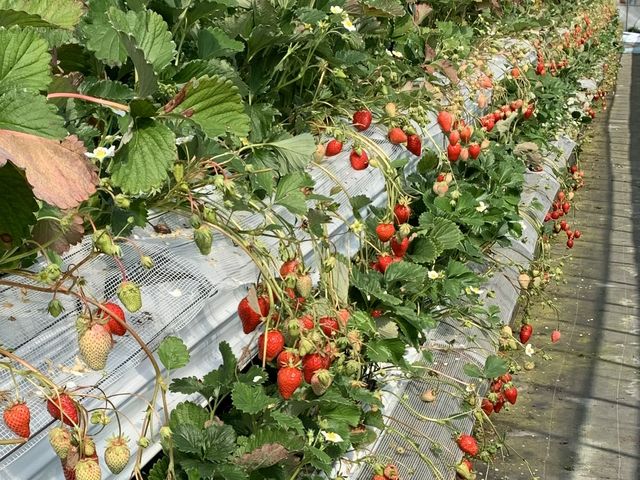 ���n�͔|_�_�Y���������L�삭�����̑�