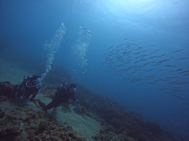 �������|�C���g�ɂ��܂��܋����J�}�X�̌Q��_DS natura