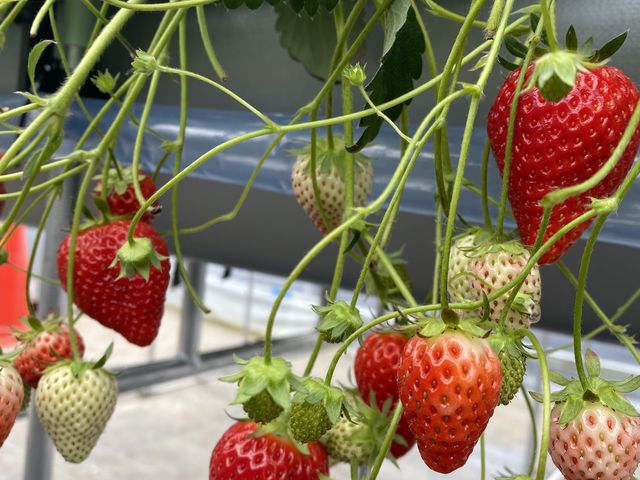 �^���ԂȂ���������������_�P���P���̓m