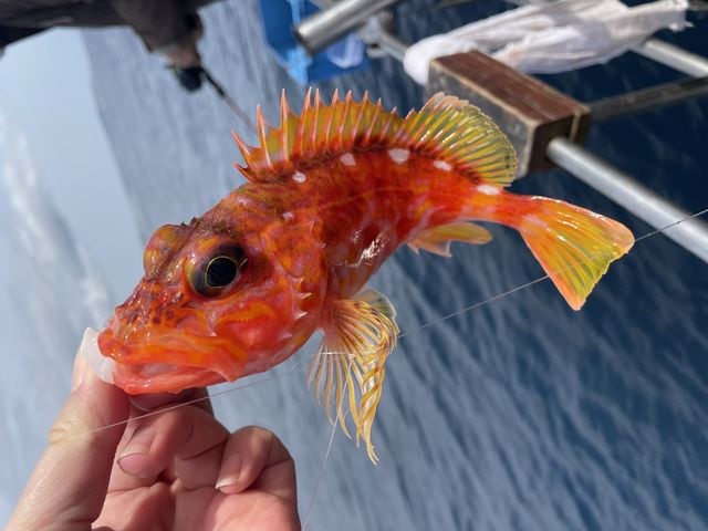 ���Ԃ�ȃJ�T�S�I_With�]Ocean