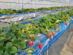 �͂�����񂳂�̐��J���������ւ̓��e�ʐ^1