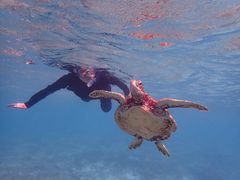 eikochachaimtida{Óւ̓eʐ^1