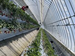 Ђ낳̂Ђ̂Ńt@[ւ̓eʐ^1