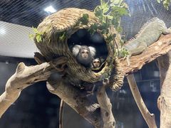 񂳂̃JXC 萅قւ̓eʐ^1