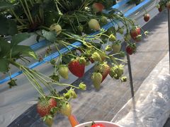 ߂񂳂LIP~K~ւ̓eʐ^1