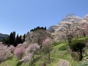 �Ȃ�����̓񔽓c�̍��̓��e�ʐ^1