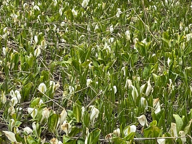 ~B񂳂̉ԎR̃uiт̓eʐ^1